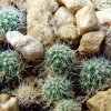 Mammillaria _wiesingeri _ssp.wiesingeri_ 21
